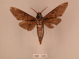 中文名:白星天蛾(1282-1423)學名:Dolbina inexacta (Walker,1856)(1282-1423)中文別名:台灣波紋天蛾
