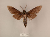 中文名:白星天蛾(1282-1449)學名:Dolbina inexacta (Walker,1856)(1282-1449)中文別名:台灣波紋天蛾