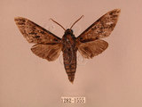 中文名:白星天蛾(1282-1555)學名:Dolbina inexacta (Walker,1856)(1282-1555)中文別名:台灣波紋天蛾
