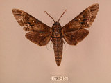 中文名:白星天蛾(1282-157)學名:Dolbina inexacta (Walker,1856)(1282-157)中文別名:台灣波紋天蛾