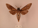 中文名:白星天蛾(1282-1637)學名:Dolbina inexacta (Walker,1856)(1282-1637)中文別名:台灣波紋天蛾