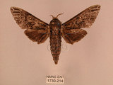 中文名:白星天蛾(1730-214)學名:Dolbina inexacta (Walker,1856)(1730-214)中文別名:台灣波紋天蛾