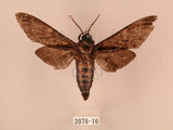中文名:白星天蛾(2070-16)學名:Dolbina inexacta (Walker,1856)(2070-16)中文別名:台灣波紋天蛾