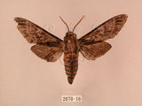 中文名:白星天蛾(2070-16)學名:Dolbina inexacta (Walker,1856)(2070-16)中文別名:台灣波紋天蛾