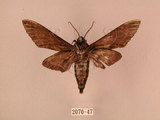中文名:白星天蛾(2070-47)學名:Dolbina inexacta (Walker,1856)(2070-47)中文別名:台灣波紋天蛾