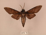 中文名:白星天蛾(2070-76)學名:Dolbina inexacta (Walker,1856)(2070-76)中文別名:台灣波紋天蛾