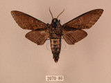 中文名:白星天蛾(2070-80)學名:Dolbina inexacta (Walker,1856)(2070-80)中文別名:台灣波紋天蛾