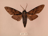 中文名:白星天蛾(2070-80)學名:Dolbina inexacta (Walker,1856)(2070-80)中文別名:台灣波紋天蛾