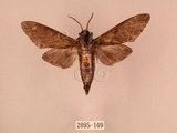 中文名:白星天蛾(2095-109)學名:Dolbina inexacta (Walker,1856)(2095-109)中文別名:台灣波紋天蛾