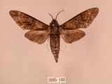 中文名:白星天蛾(2095-109)學名:Dolbina inexacta (Walker,1856)(2095-109)中文別名:台灣波紋天蛾