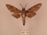 中文名:白星天蛾(2095-150)學名:Dolbina inexacta (Walker,1856)(2095-150)中文別名:台灣波紋天蛾