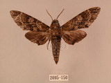 中文名:白星天蛾(2095-150)學名:Dolbina inexacta (Walker,1856)(2095-150)中文別名:台灣波紋天蛾
