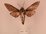 中文名:白星天蛾(2095-220)學名:Dolbina inexacta (Walker,1856)(2095-220)中文別名:台灣波紋天蛾
