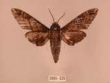 中文名:白星天蛾(2095-220)學名:Dolbina inexacta (Walker,1856)(2095-220)中文別名:台灣波紋天蛾