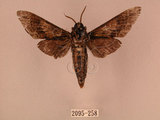 中文名:白星天蛾(2095-258)學名:Dolbina inexacta (Walker,1856)(2095-258)中文別名:台灣波紋天蛾
