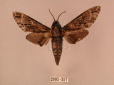 中文名:白星天蛾(2095-258)學名:Dolbina inexacta (Walker,1856)(2095-258)中文別名:台灣波紋天蛾