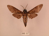 中文名:白星天蛾(2095-317)學名:Dolbina inexacta (Walker,1856)(2095-317)中文別名:台灣波紋天蛾