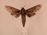 中文名:白星天蛾(2095-321)學名:Dolbina inexacta (Walker,1856)(2095-321)中文別名:台灣波紋天蛾