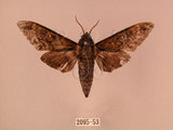 中文名:白星天蛾(2095-53)學名:Dolbina inexacta (Walker,1856)(2095-53)中文別名:台灣波紋天蛾
