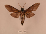 中文名:白星天蛾(2095-569)學名:Dolbina inexacta (Walker,1856)(2095-569)中文別名:台灣波紋天蛾