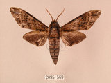 中文名:白星天蛾(2095-569)學名:Dolbina inexacta (Walker,1856)(2095-569)中文別名:台灣波紋天蛾
