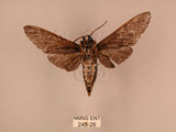中文名:白星天蛾(245-26)學名:Dolbina inexacta (Walker,1856)(245-26)中文別名:台灣波紋天蛾