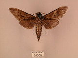 中文名:白星天蛾(245-50)學名:Dolbina inexacta (Walker,1856)(245-50)中文別名:台灣波紋天蛾