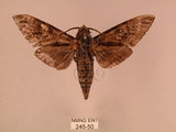 中文名:白星天蛾(245-50)學名:Dolbina inexacta (Walker,1856)(245-50)中文別名:台灣波紋天蛾