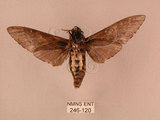 中文名:白星天蛾(246-120)學名:Dolbina inexacta (Walker,1856)(246-120)中文別名:台灣波紋天蛾