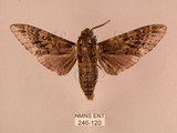 中文名:白星天蛾(246-120)學名:Dolbina inexacta (Walker,1856)(246-120)中文別名:台灣波紋天蛾