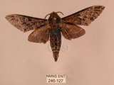 中文名:白星天蛾(246-127)學名:Dolbina inexacta (Walker,1856)(246-127)中文別名:台灣波紋天蛾