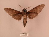 中文名:白星天蛾(246-56)學名:Dolbina inexacta (Walker,1856)(246-56)中文別名:台灣波紋天蛾