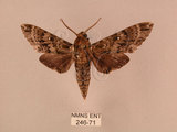 中文名:白星天蛾(246-71)學名:Dolbina inexacta (Walker,1856)(246-71)中文別名:台灣波紋天蛾
