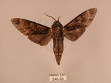 中文名:白星天蛾(246-93)學名:Dolbina inexacta (Walker,1856)(246-93)中文別名:台灣波紋天蛾