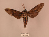 中文名:白星天蛾(247-64)學名:Dolbina inexacta (Walker,1856)(247-64)中文別名:台灣波紋天蛾