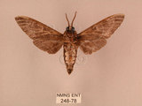 中文名:白星天蛾(248-78)學名:Dolbina inexacta (Walker,1856)(248-78)中文別名:台灣波紋天蛾