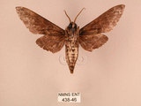 中文名:白星天蛾(438-46)學名:Dolbina inexacta (Walker,1856)(438-46)中文別名:台灣波紋天蛾