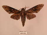 中文名:白星天蛾(469-202)學名:Dolbina inexacta (Walker,1856)(469-202)中文別名:台灣波紋天蛾