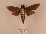 中文名:白星天蛾(469-203)學名:Dolbina inexacta (Walker,1856)(469-203)中文別名:台灣波紋天蛾