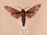 中文名:白星天蛾(740-214)學名:Dolbina inexacta (Walker,1856)(740-214)中文別名:台灣波紋天蛾