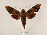 中文名:斜帶天蛾(1282-19047)學名:Gehlenia obliquifascia (Hampson, 1910)(1282-19047)中文別名:眉原天蛾