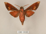 中文名:斜帶天蛾(1282-19189)學名:Gehlenia obliquifascia (Hampson, 1910)(1282-19189)中文別名:眉原天蛾