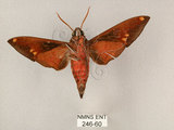 中文名:斜帶天蛾(246-60)學名:Gehlenia obliquifascia (Hampson, 1910)(246-60)中文別名:眉原天蛾