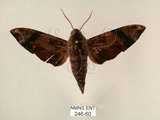 中文名:斜帶天蛾(246-60)學名:Gehlenia obliquifascia (Hampson, 1910)(246-60)中文別名:眉原天蛾