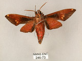 中文名:斜帶天蛾(246-73)學名:Gehlenia obliquifascia (Hampson, 1910)(246-73)中文別名:眉原天蛾