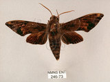 中文名:斜帶天蛾(246-73)學名:Gehlenia obliquifascia (Hampson, 1910)(246-73)中文別名:眉原天蛾