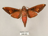 中文名:斜帶天蛾(246-83)學名:Gehlenia obliquifascia (Hampson, 1910)(246-83)中文別名:眉原天蛾