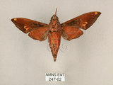 中文名:斜帶天蛾(247-62)學名:Gehlenia obliquifascia (Hampson, 1910)(247-62)中文別名:眉原天蛾
