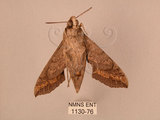 中文名:斜線天蛾(1130-76)學名:Hippotion velox (Fabricius, 1793)(1130-76)中文別名:黑斜線天蛾
