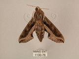 中文名:斜線天蛾(1130-76)學名:Hippotion velox (Fabricius, 1793)(1130-76)中文別名:黑斜線天蛾